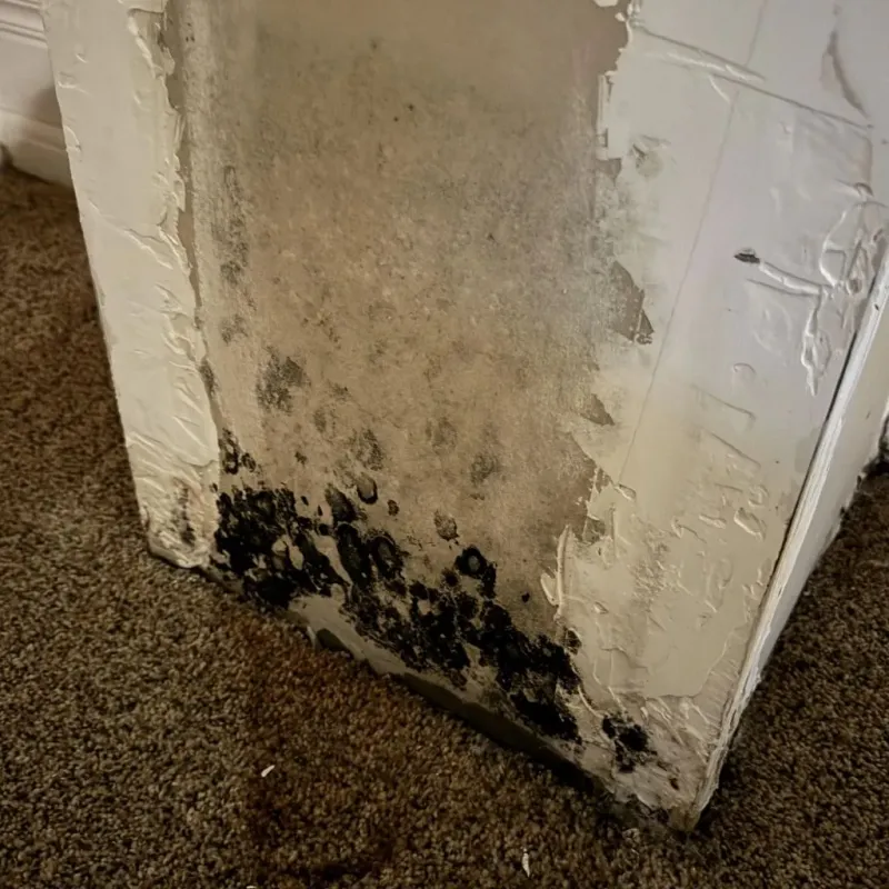 Professional Mold Removal in Pace, FL